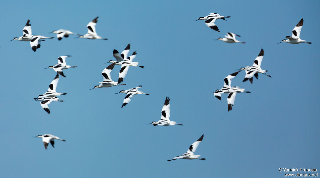 Avocette éléganteadulte, composition, Vol