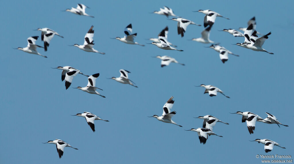 Avocette éléganteadulte, composition, Vol