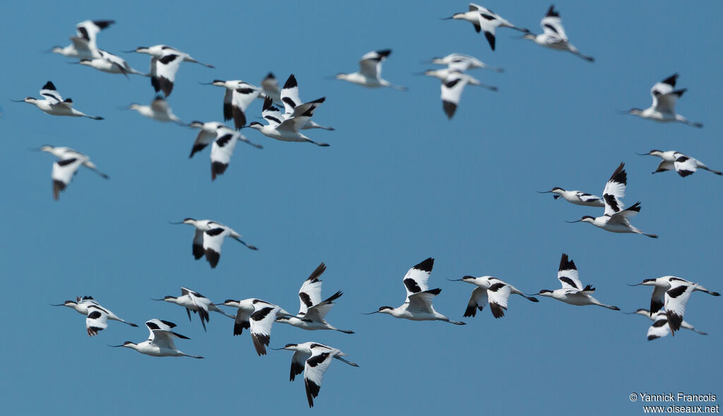 Avocette éléganteadulte, composition, Vol