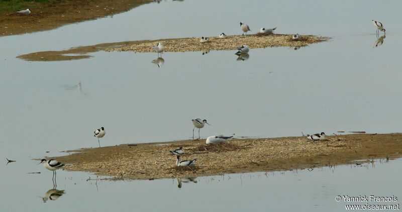 Avocette éléganteadulte, habitat, composition