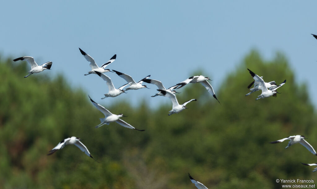 Avocette éléganteadulte, Vol