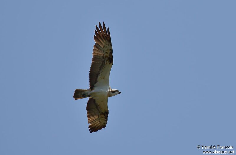 Balbuzard pêcheur, composition, Vol