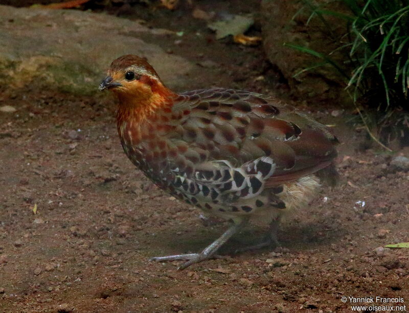 Bambusicole de Fytchadulte, identification, composition