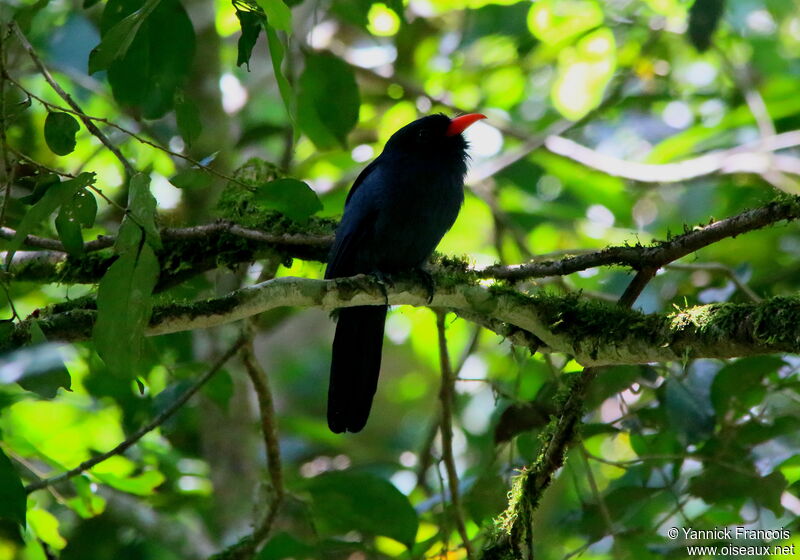 Barbacou unicoloreadulte, habitat, composition