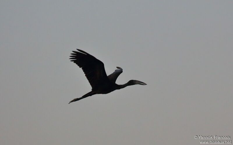 African Openbilladult, aspect, Flight