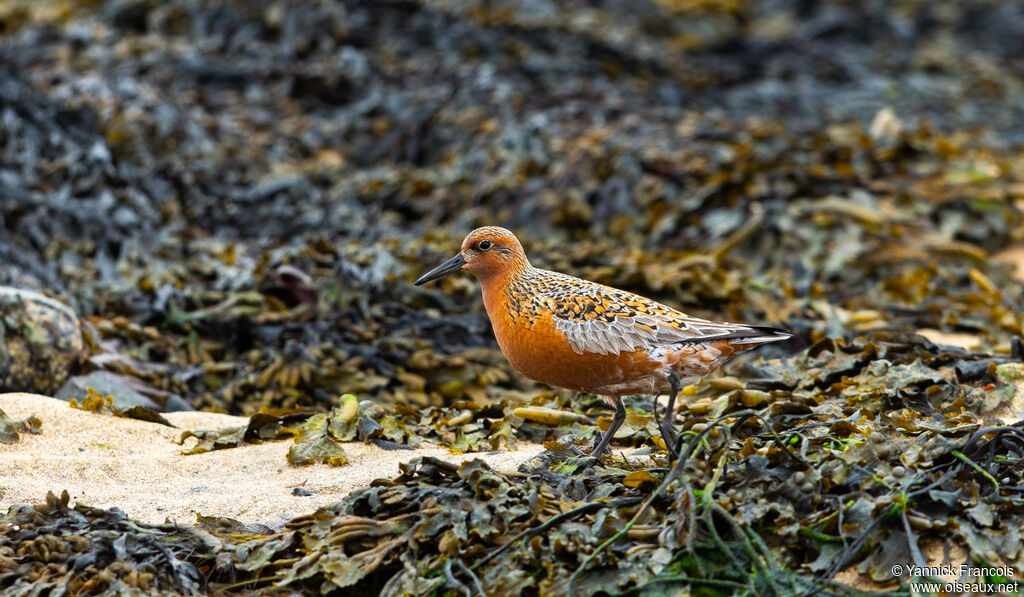Red Knotadult breeding, habitat, aspect, walking