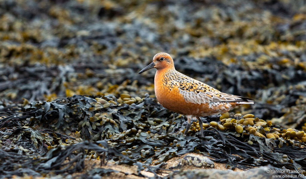 Red Knotadult breeding, habitat, aspect, walking