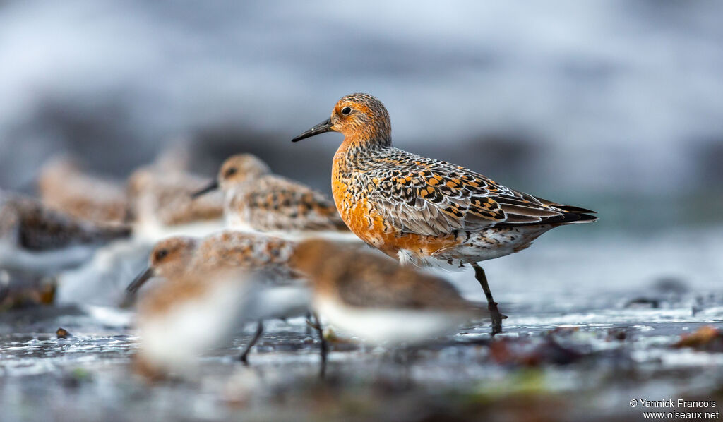 Bécasseau maubècheadulte nuptial, identification, composition