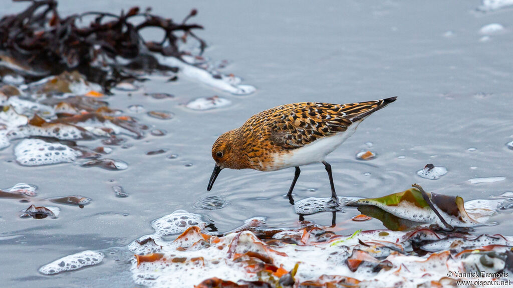 Bécasseau sanderlingadulte nuptial, identification, composition, pêche/chasse
