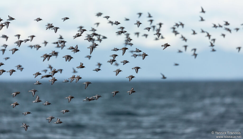 Bécasseau sanderling, composition, Vol