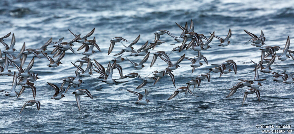 Bécasseau sanderling, composition, Vol