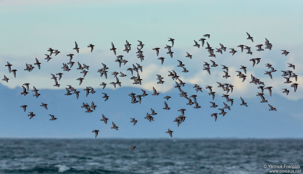 Bécasseau sanderling, composition, Vol