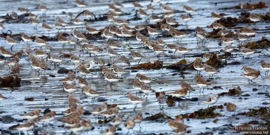 Bécasseau sanderling, habitat, composition