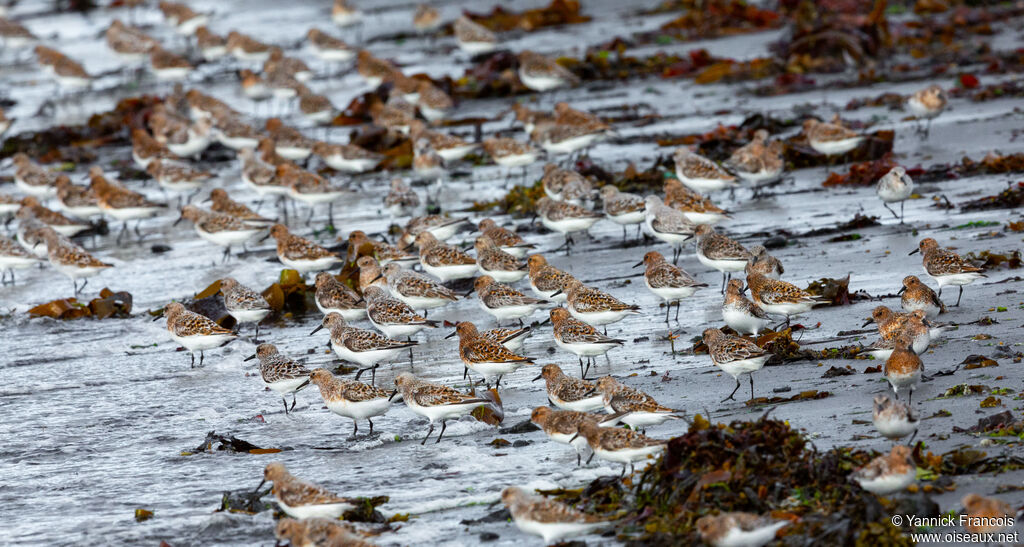 Bécasseau sanderling, habitat, composition