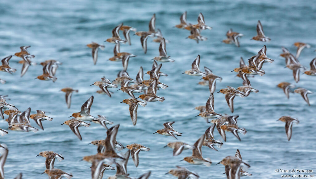 Bécasseau sanderling, composition, Vol