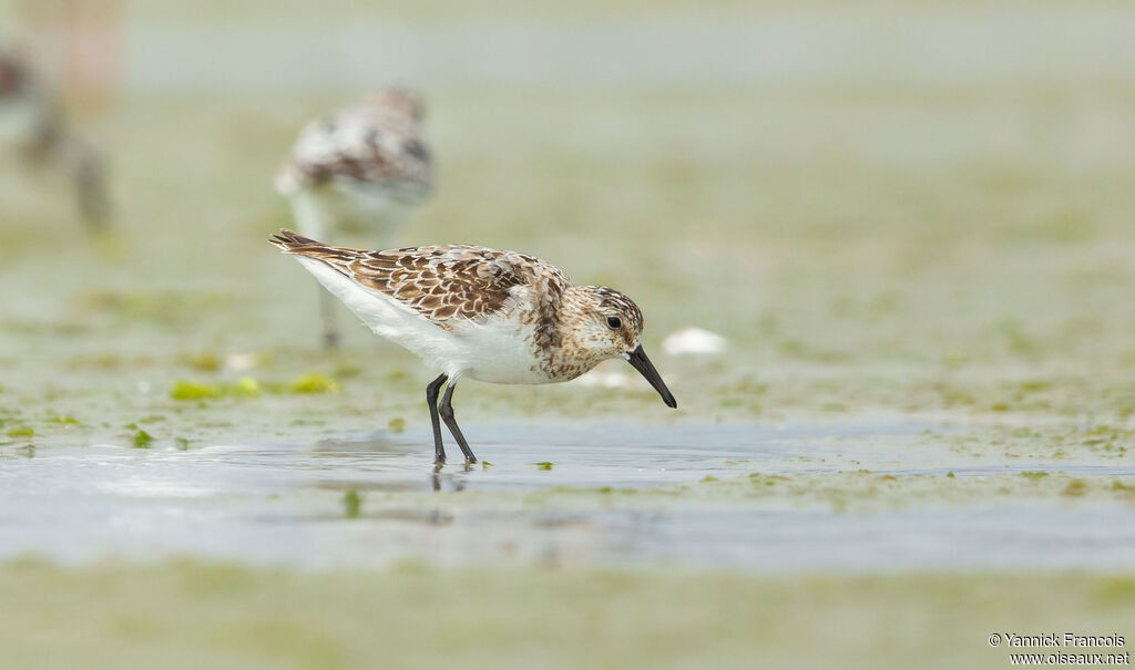 Sanderling, identification, aspect