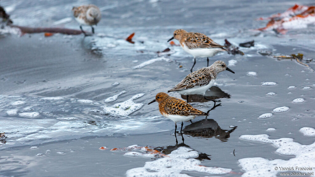 Bécasseau sanderling, habitat, composition