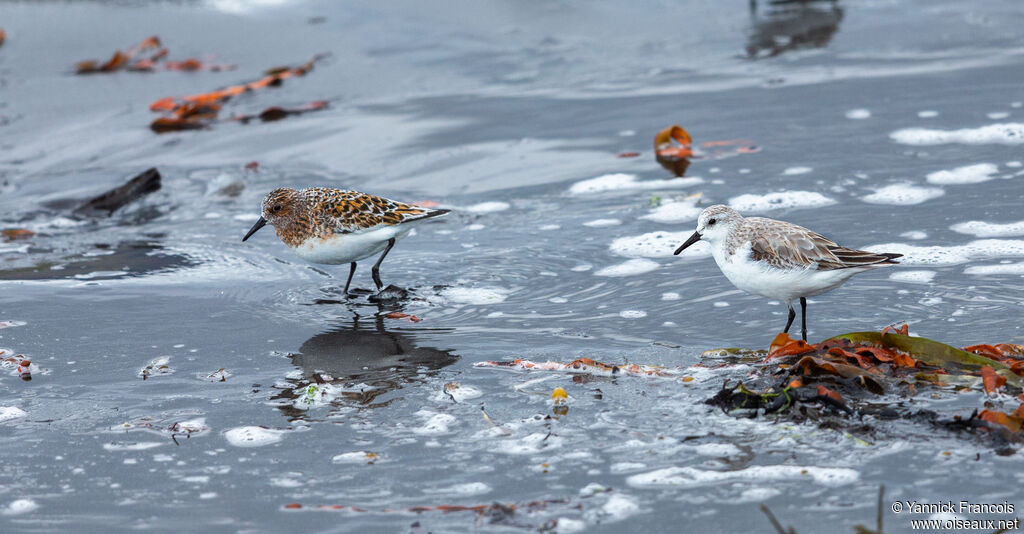 Bécasseau sanderling, habitat, composition