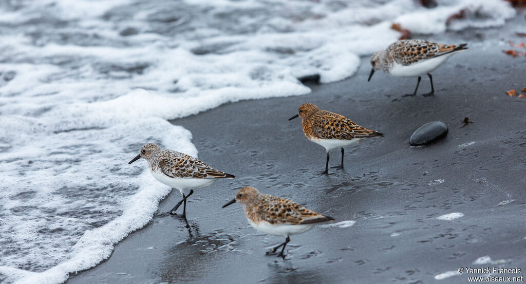 Bécasseau sanderling, habitat