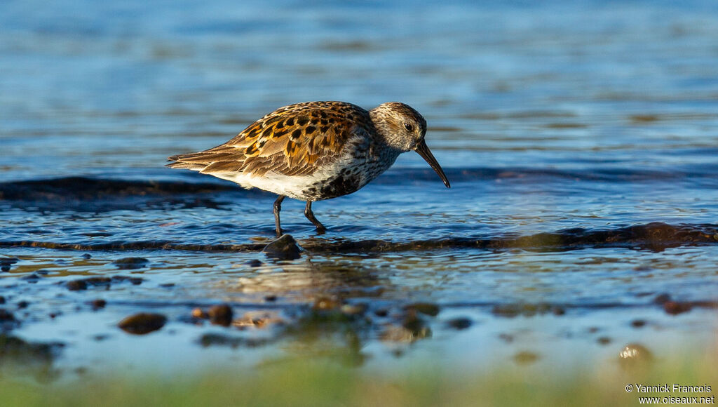 Dunlinadult breeding, identification, aspect, fishing/hunting