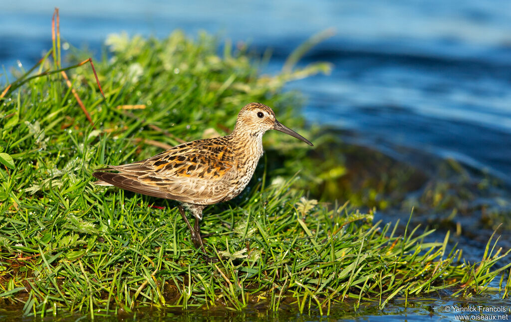 Bécasseau variableadulte nuptial, identification, composition