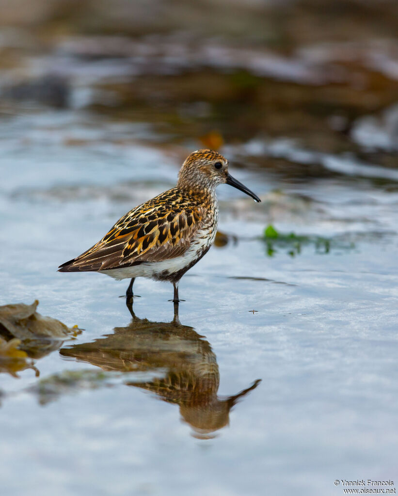 Dunlinadult breeding, identification, aspect