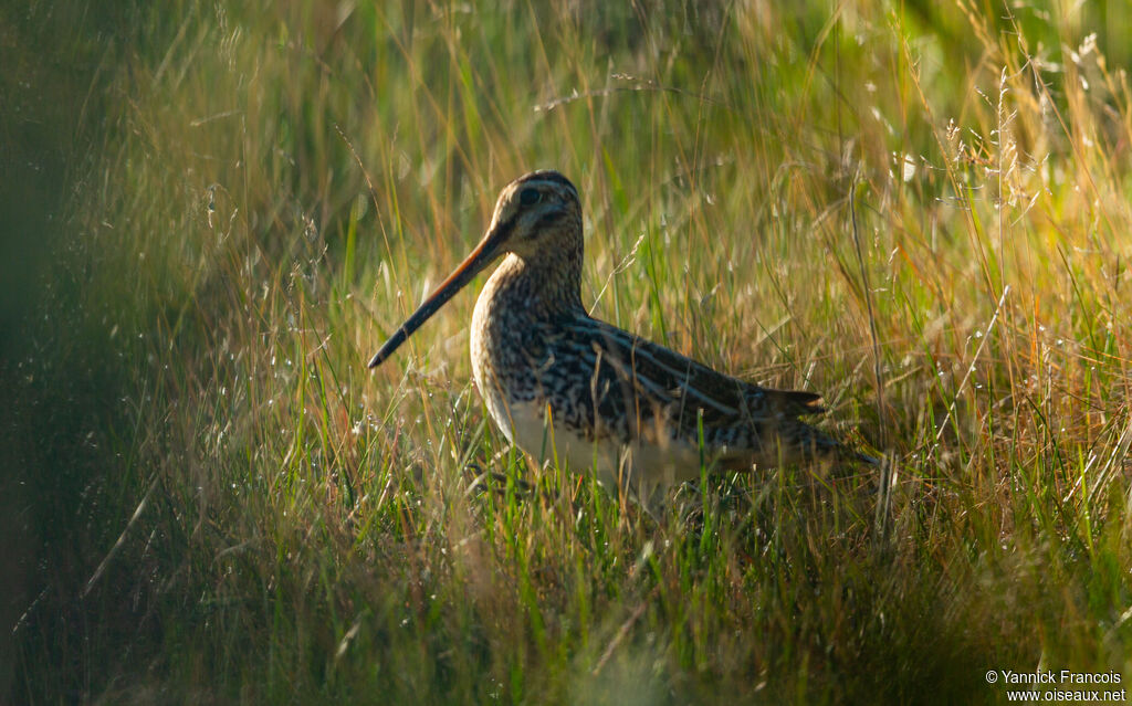 Bécassine des maraisadulte, identification, composition