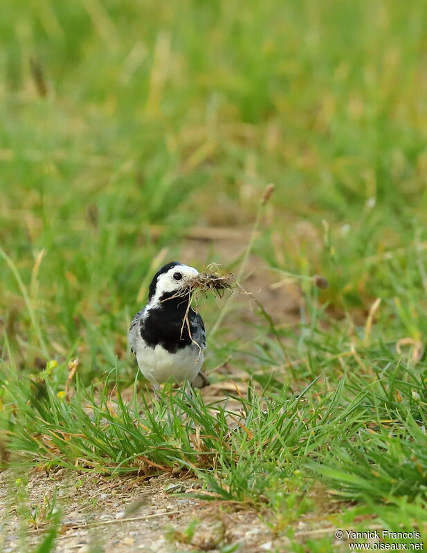 White Wagtailadult, identification, aspect