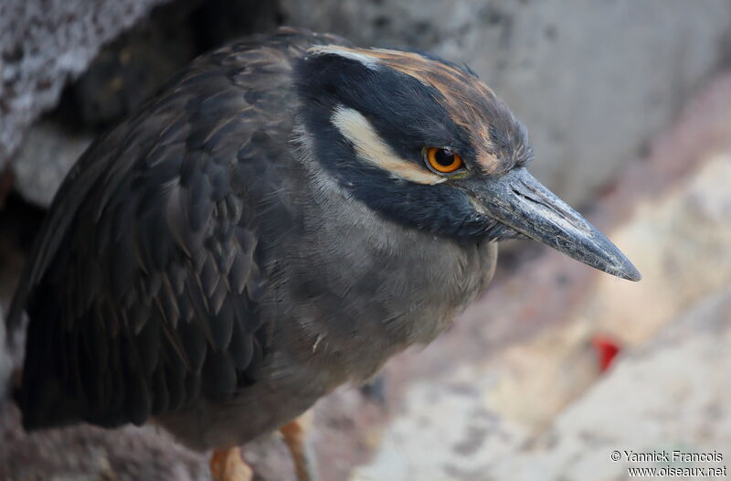 Yellow-crowned Night Heronadult, close-up portrait, aspect