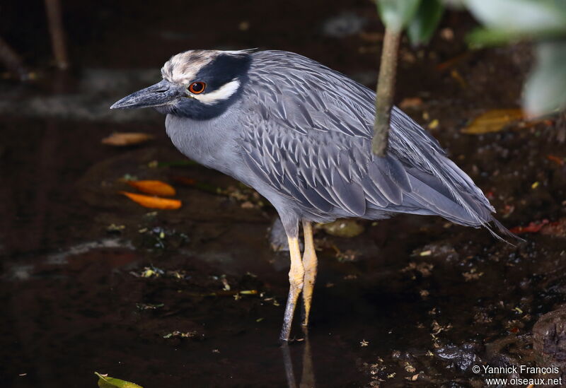 Yellow-crowned Night Heronadult, identification, aspect