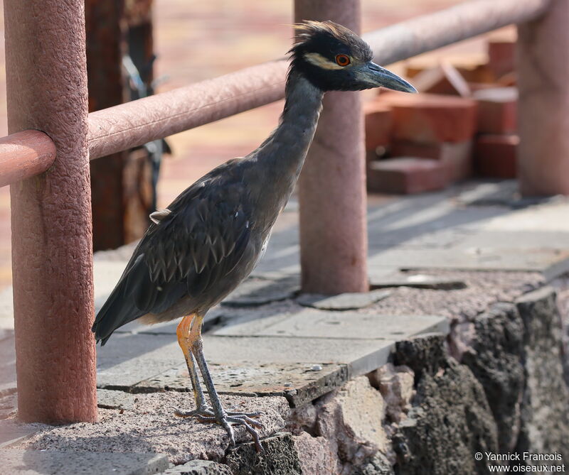 Yellow-crowned Night Heronadult, identification, aspect