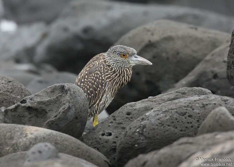 Yellow-crowned Night Heronimmature, habitat, aspect