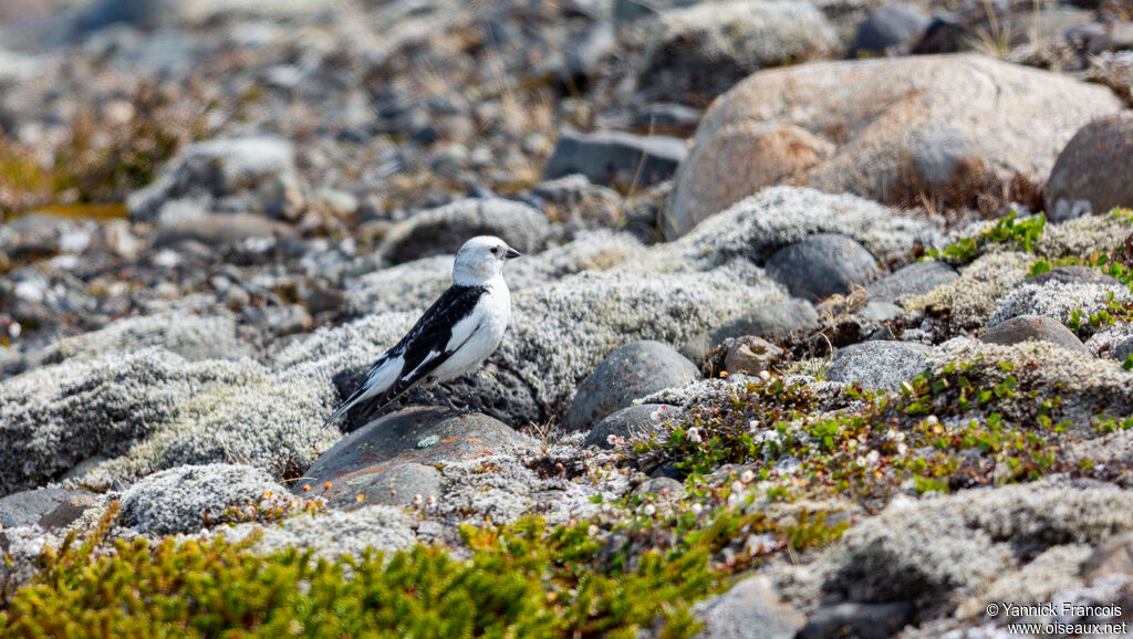 Snow Bunting male adult breeding, habitat
