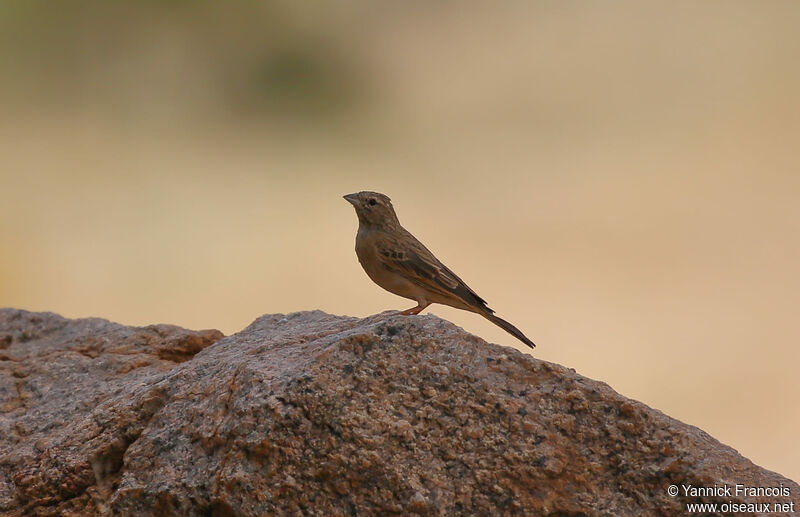 Bruant des rochersadulte, habitat, composition