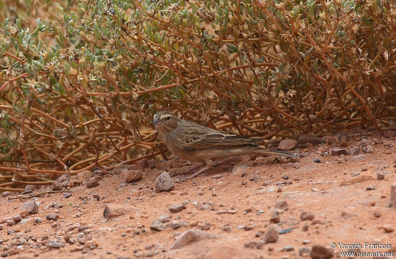 Lark-like Buntingadult, habitat, aspect