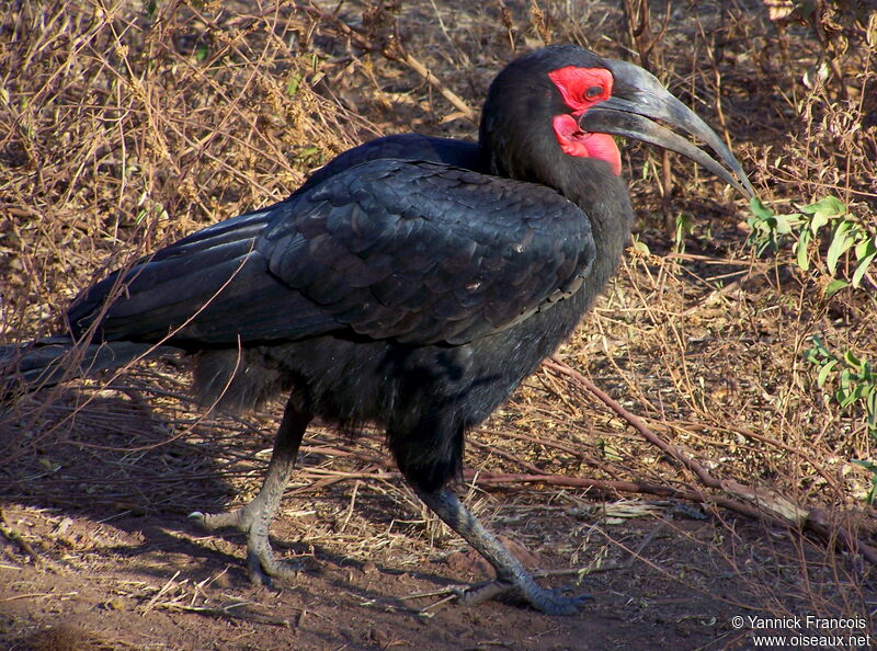 Southern Ground Hornbill male adult breeding, identification, aspect