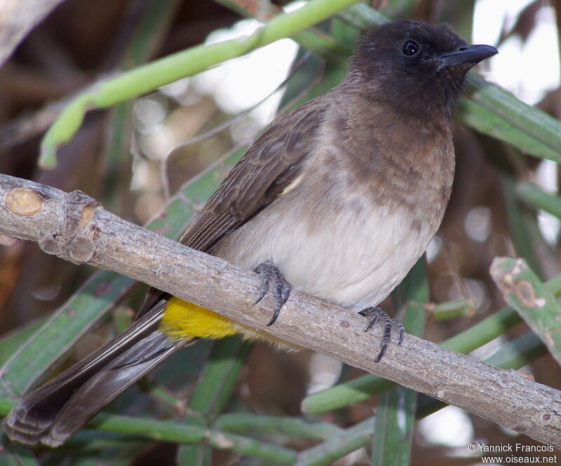 Bulbul tricoloreadulte, identification, composition