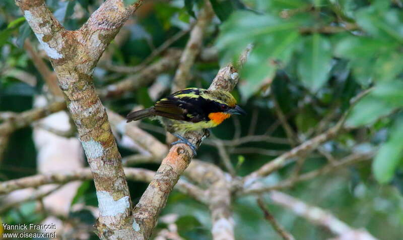 Cabézon doré mâle adulte, identification