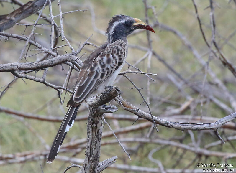 African Grey Hornbill female adult, identification, aspect