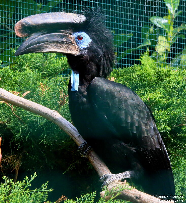 Calao à casque noir mâle adulte, identification