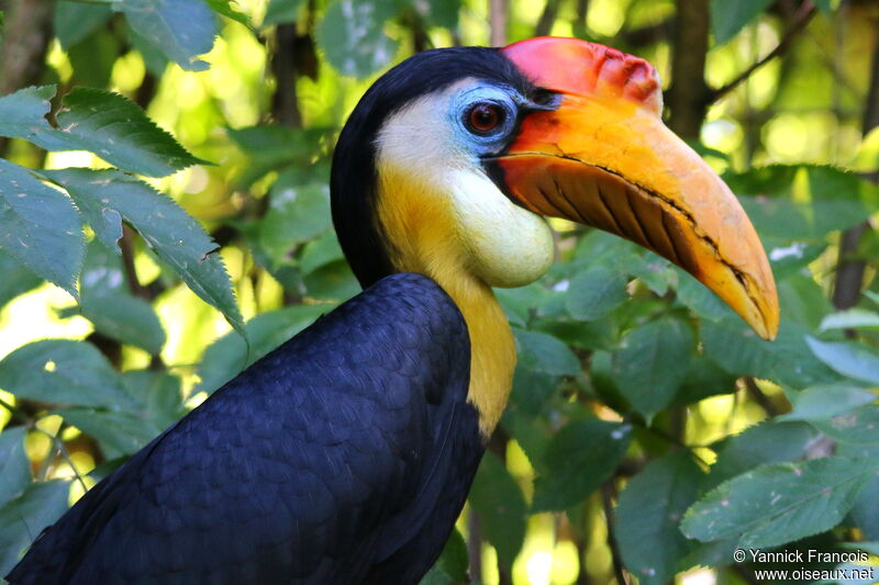 Wrinkled Hornbill male adult, close-up portrait, aspect