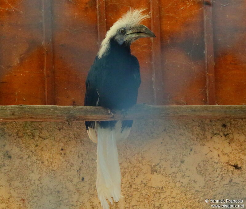 Calao coiffé femelle adulte, identification, composition