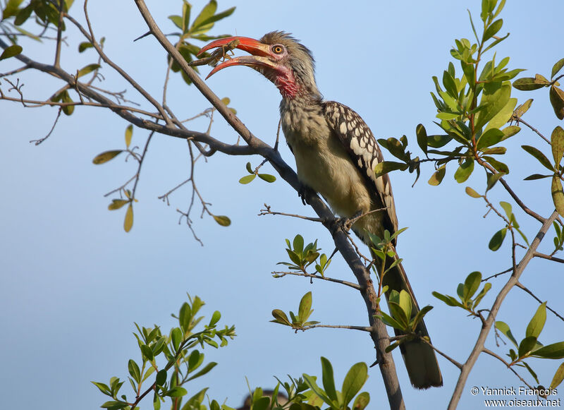 Calao d'Afrique du Sudadulte, identification, composition, mange