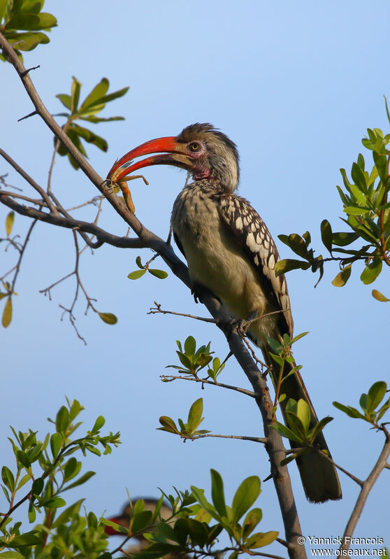 Calao d'Afrique du Sudadulte, identification, composition, mange