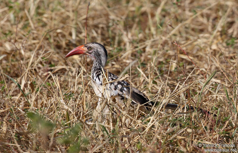 Southern Red-billed Hornbill