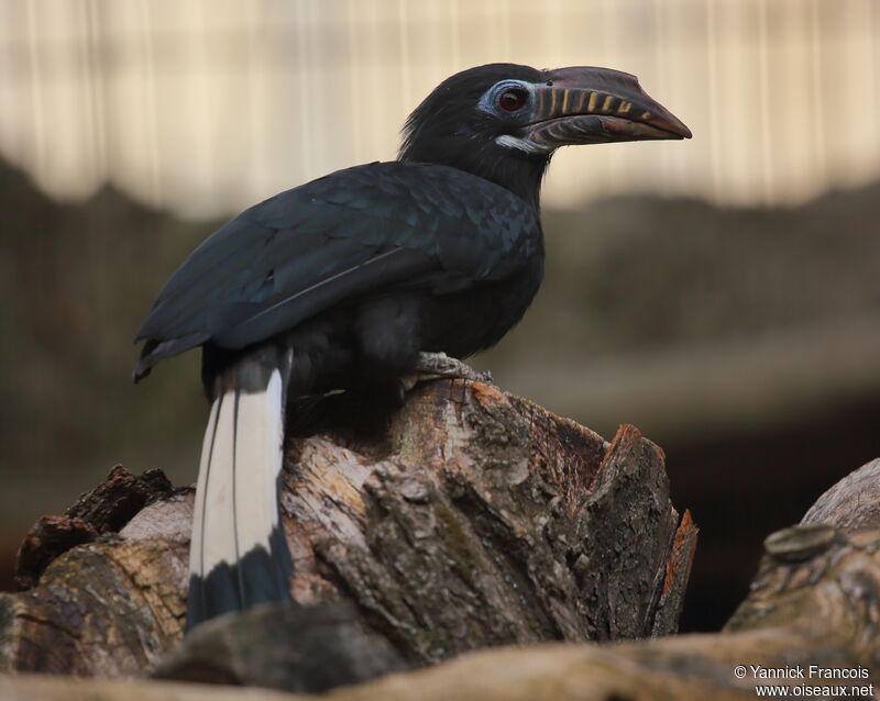 Calao tarictic femelle adulte, identification, composition