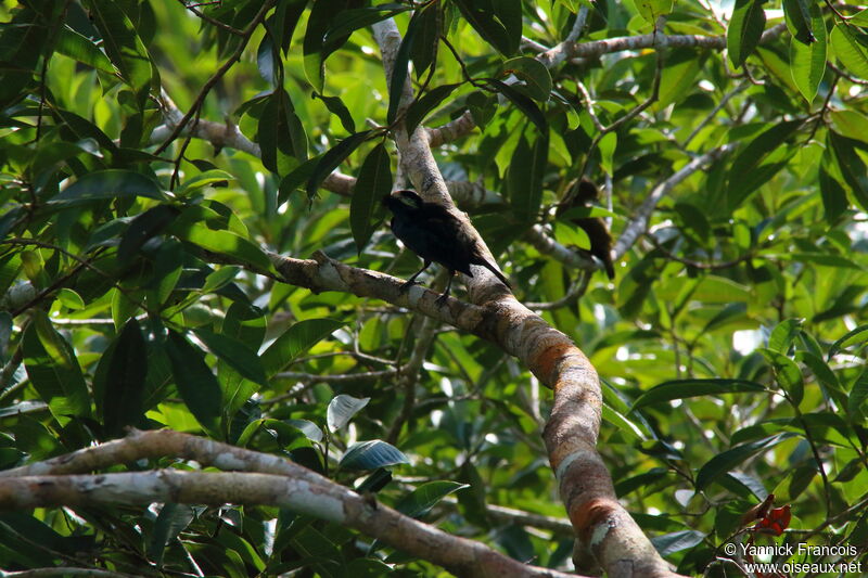 Calliste à sourcils clairsadulte, habitat, composition