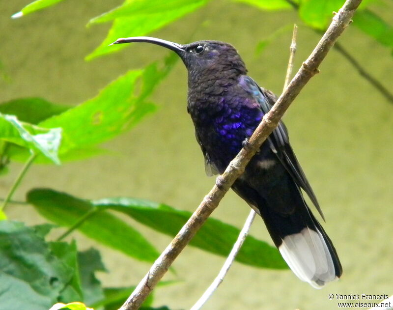 Violet Sabrewing male adult, identification, aspect