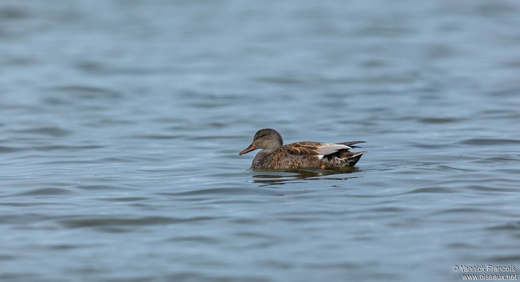 Canard chipeau femelle, identification, composition, nage