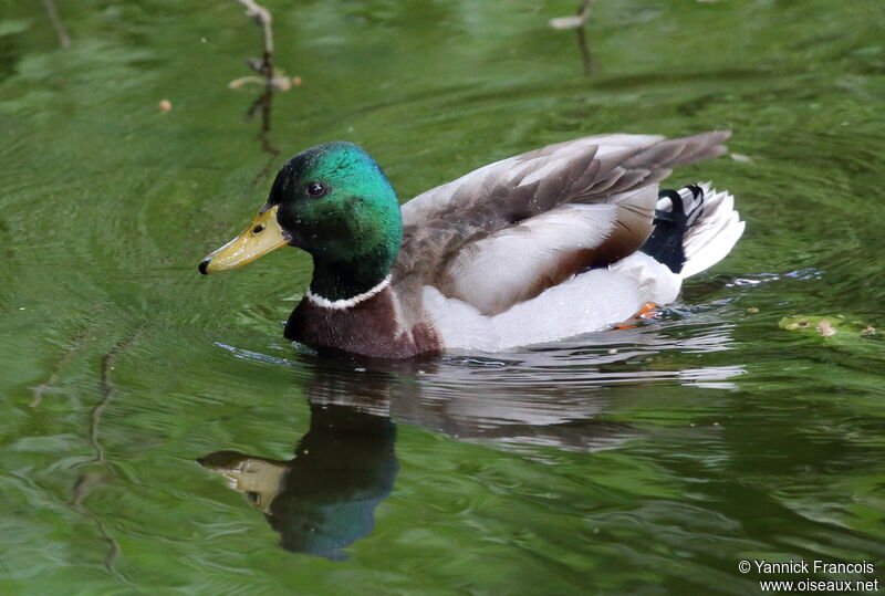 Mallard male adult breeding, identification, aspect